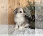 Puppy Swirl Pomsky