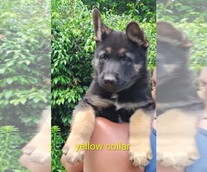 German Shepherd Dog Puppy for sale in BEAVER FALLS, PA, USA