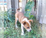 Small #1 Boxer Mix
