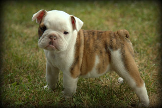 Bulldog Puppy for sale in PICKERINGTON, OH, USA