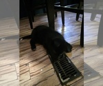 Small Photo #12 Gerberian Shepsky Puppy For Sale in CONWAY, SC, USA