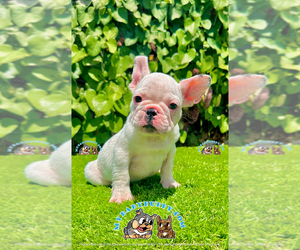 French Bulldog Puppy for sale in SAN DIEGO, CA, USA