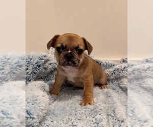 French Bulldog Puppy for sale in MODESTO, CA, USA