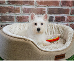 Small #2 Poodle (Toy)-West Highland White Terrier Mix