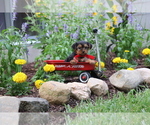 Small #7 Yorkshire Terrier