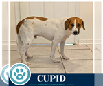 Small #1 Beagle Mix