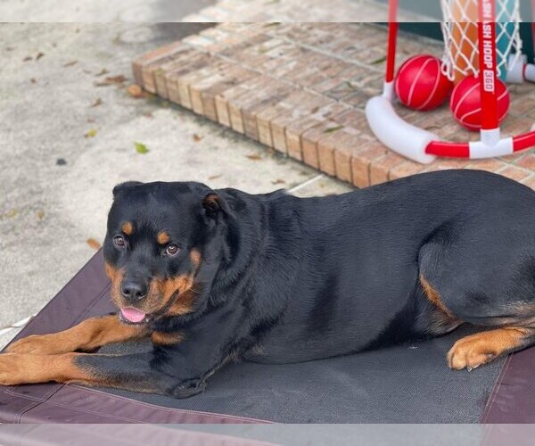 Medium Photo #1 Rottweiler Puppy For Sale in Zellwood, FL, USA