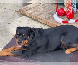 Rottweiler Dogs for adoption in Zellwood, FL, USA