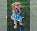 Small #11 Golden Retriever