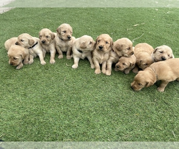 Medium Photo #6 Golden Retriever Puppy For Sale in GRANITE BAY, CA, USA