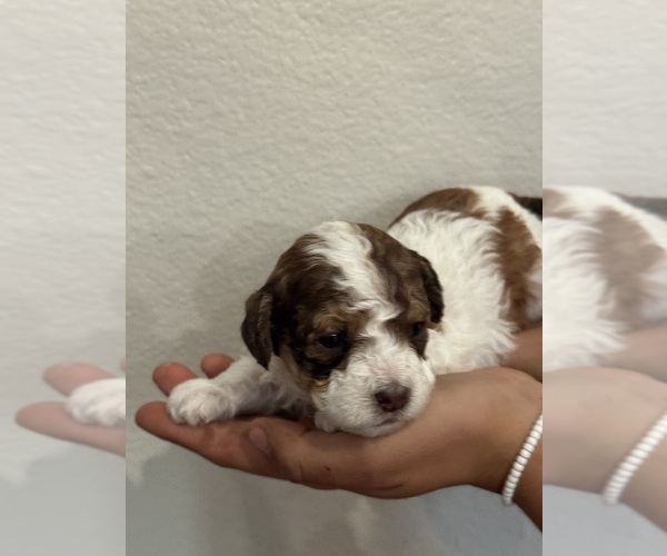 Medium Photo #6 Bernedoodle (Miniature) Puppy For Sale in LONGMONT, CO, USA