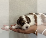 Small #5 Bernedoodle (Miniature)