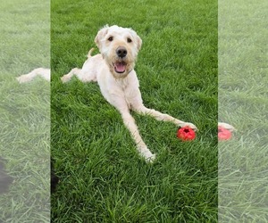 Mutt Dogs for adoption in Sandy, UT, USA