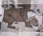 Small Photo #3 American Pit Bull Terrier Puppy For Sale in RIDGE MANOR, FL, USA