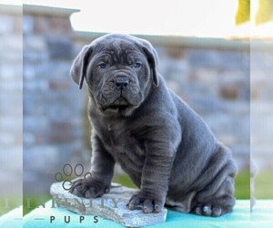 Cane Corso Puppy for sale in LANCASTER, PA, USA