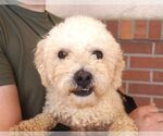 Small Poodle (Miniature)