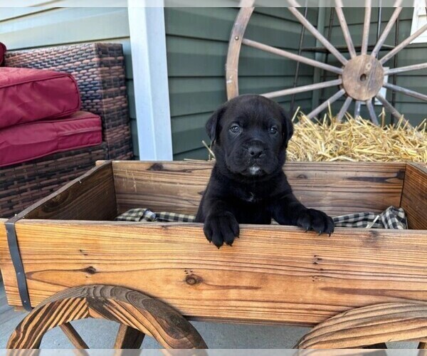 Medium Photo #50 Rotticorso Puppy For Sale in REEVESVILLE, SC, USA