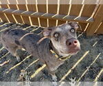 Small #1 Catahoula Leopard Dog Mix