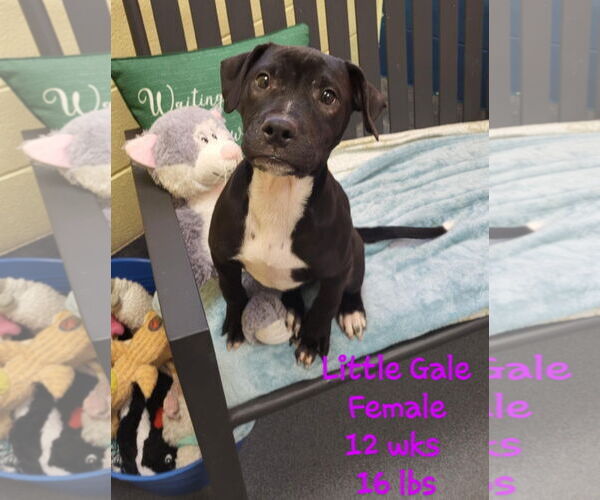 Medium Photo #3 American Pit Bull Terrier-American Staffordshire Terrier Mix Puppy For Sale in Chester, VA, USA