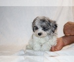 Small #5 ShihPoo