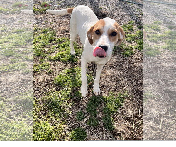 Medium Photo #2 Coonhound-Great Pyrenees Mix Puppy For Sale in Tracy City, TN, USA