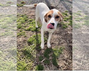Lyra - Female Coonhound-Great Pyrenees Mix Dog for Adoption - Photo #2