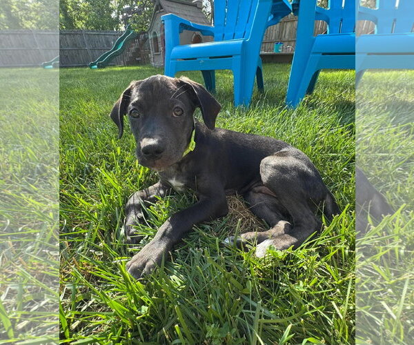 Medium Photo #1 Labrador Retriever-Unknown Mix Puppy For Sale in pomfret, CT, USA