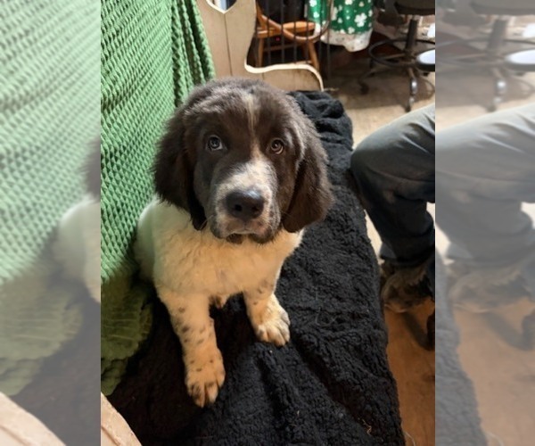 Medium Photo #13 Newfoundland Puppy For Sale in AURORA, IN, USA