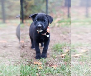 Emmett - Male Mutt Dog for Adoption - Photo #3
