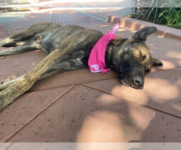 Medium Photo #2 Holland Shepherd-Unknown Mix Puppy For Sale in La Verne, CA, USA