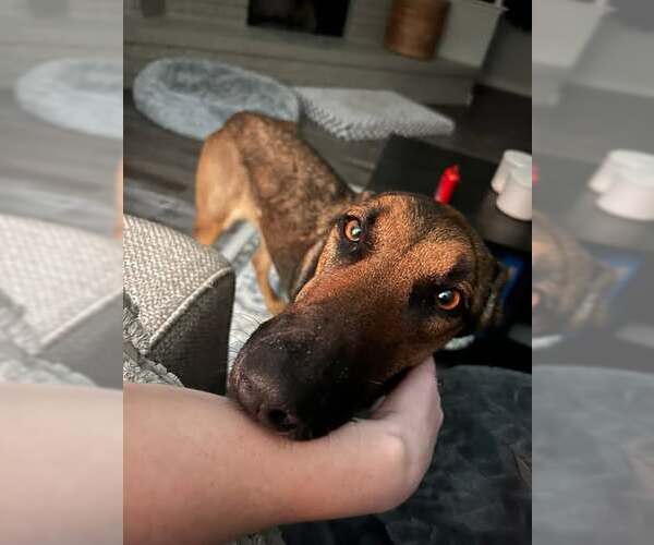 Medium Photo #5 Mutt Puppy For Sale in Rowlett, TX, USA