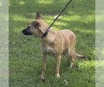 Small Photo #4 Mutt Puppy For Sale in Yardley, PA, USA
