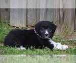 Small #1 Aussiedoodle