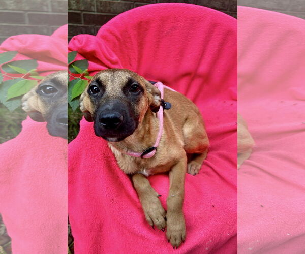 Medium Photo #2 Black Mouth Cur-Carolina Dog Mix Puppy For Sale in Missouri City, TX, USA