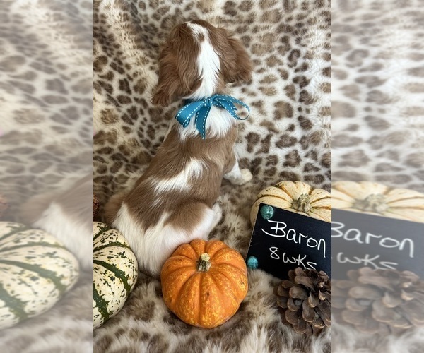 Medium Photo #6 Cavalier King Charles Spaniel Puppy For Sale in ABILENE, TX, USA