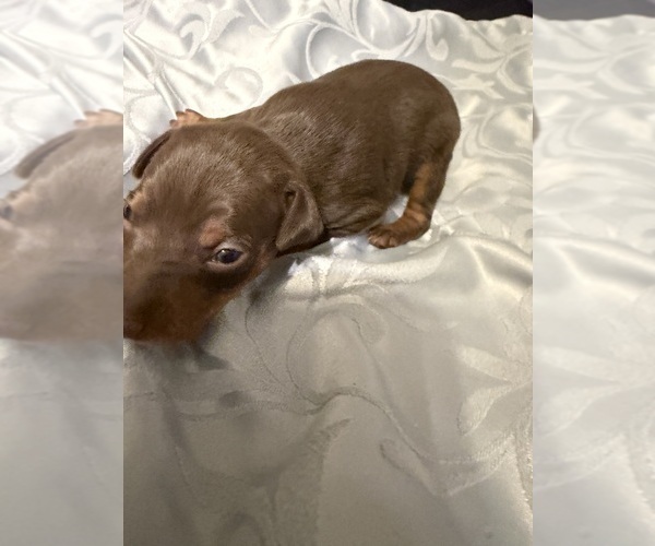 Medium Photo #1 Miniature Pinscher Puppy For Sale in BLUEFIELD, VA, USA