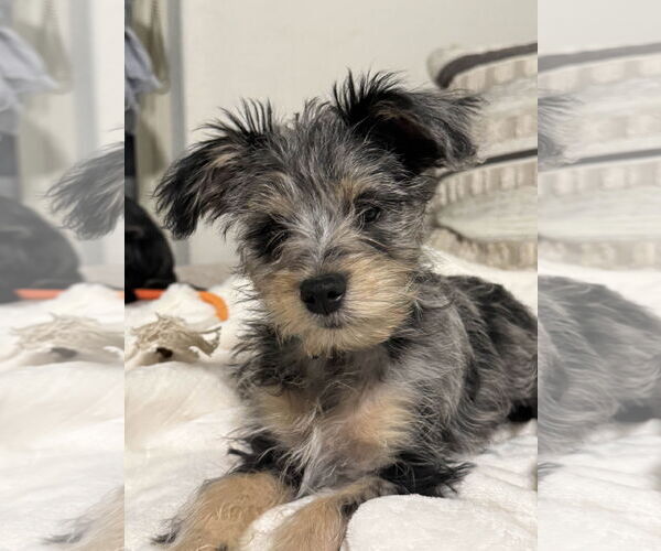 Medium Photo #5 Mutt Puppy For Sale in Fort Worth, TX, USA