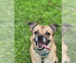 Boxer-Chihuahua Mix Dogs for adoption in Pensacola, FL, USA
