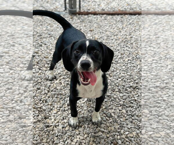 Medium Photo #3 Beagle-Unknown Mix Puppy For Sale in Manchester, MO, USA