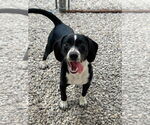 Small #2 Beagle Mix