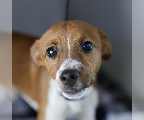 Medium Photo #1 Mutt Puppy For Sale in San Antonio, TX, USA