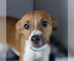 NE-YO - Male Mutt Dog for Adoption - Small photo