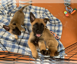 Belgian Malinois Puppy for sale in MIAMI, FL, USA