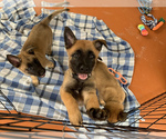 Small Photo #1 Belgian Malinois Puppy For Sale in MIAMI, FL, USA