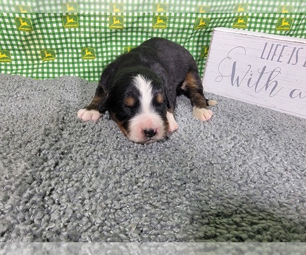 Medium Photo #27 Bernese Mountain Dog Puppy For Sale in BLACK FOREST, CO, USA