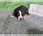 Small Photo #27 Bernese Mountain Dog Puppy For Sale in BLACK FOREST, CO, USA