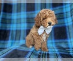 Small #6 Cockapoo (Miniature)