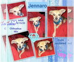 Small #4 Chiweenie