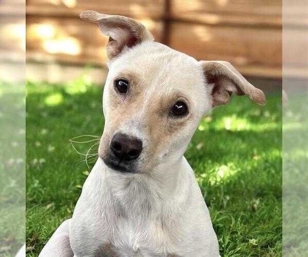 Medium Photo #3 Colonial Cocker Spaniel-Unknown Mix Puppy For Sale in San Diego, CA, USA
