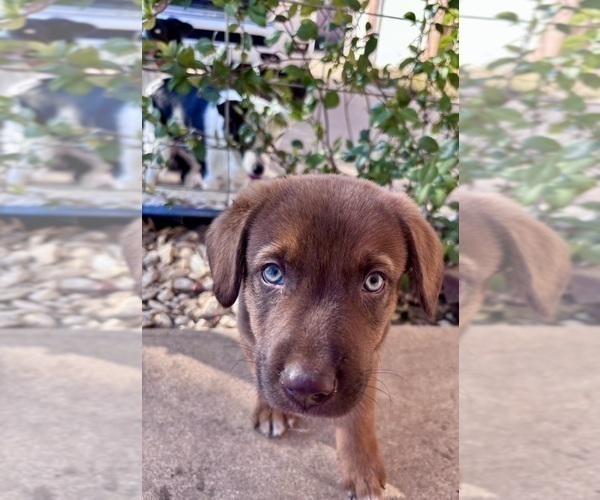 Medium Photo #10 Belgian Malinois Puppy For Sale in CROWLEY, TX, USA